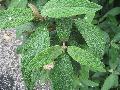 Cree / Viburnum rhytidophyllum 
